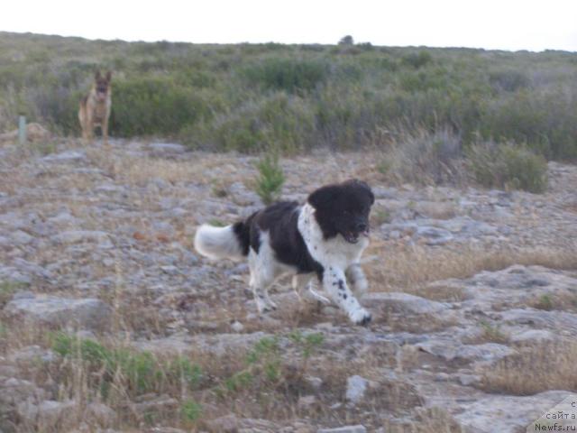 Фото: ньюфаундленд Pchiolkin Dom Bely Oriol (Пчёлкин Дом Белый Орёл)
