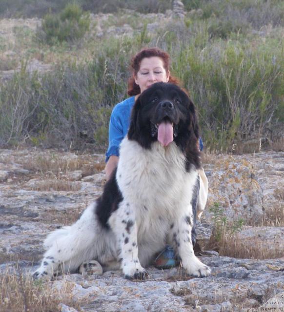 Фото: ньюфаундленд Pchiolkin Dom Bely Oriol (Пчёлкин Дом Белый Орёл)