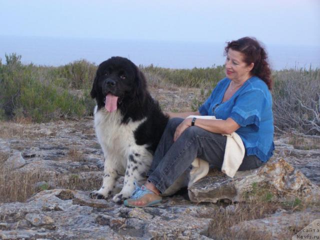 Фото: ньюфаундленд Pchiolkin Dom Bely Oriol (Пчёлкин Дом Белый Орёл)