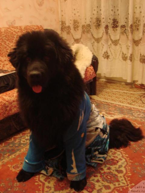 Фото: ньюфаундленд Archibal'd (Арчибальд)