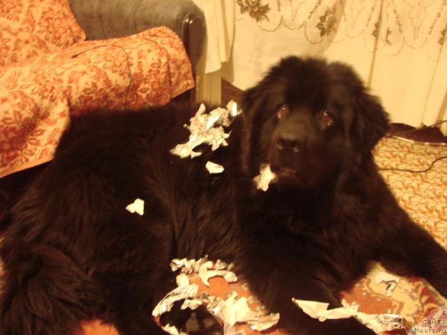 Фото: ньюфаундленд Archibal'd (Арчибальд)