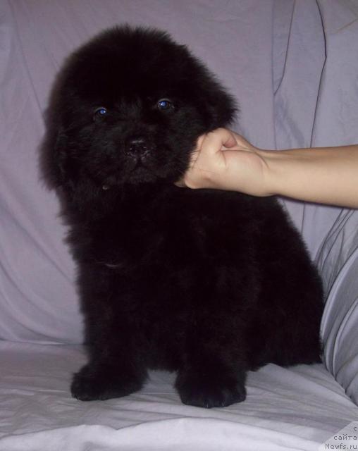 Фото: ньюфаундленд Serdechnyiy Drug (Сердечный Друг)