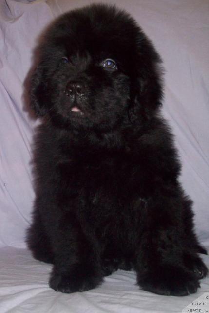 Фото: ньюфаундленд Serdechnyiy Drug (Сердечный Друг)