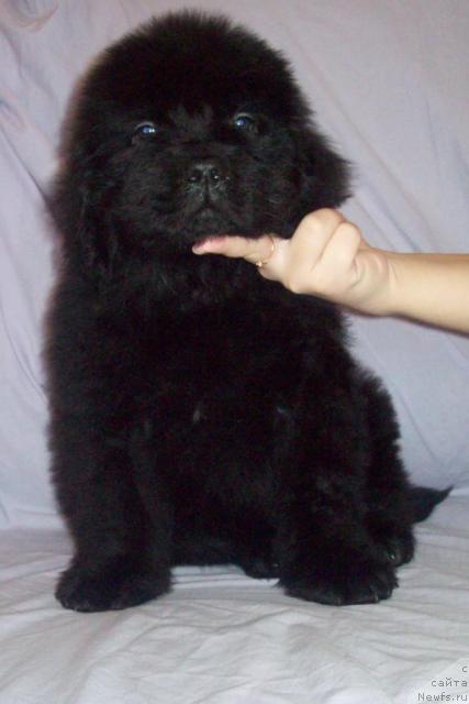 Фото: ньюфаундленд Serdechnyiy Drug (Сердечный Друг)