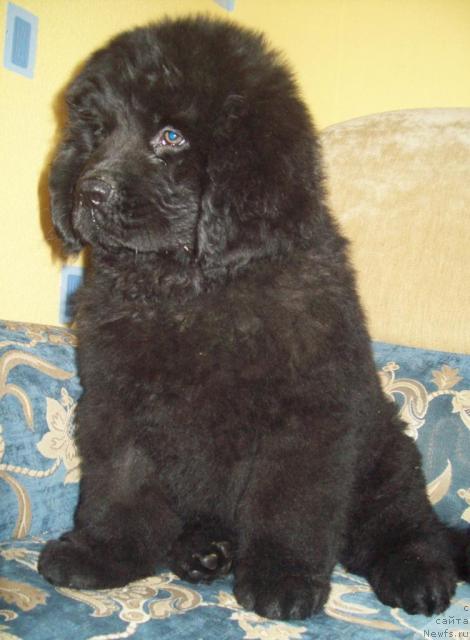 Фото: ньюфаундленд Ochen' Vajnaya Persona (Очень Важная Персона)