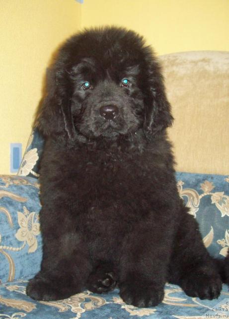 Фото: ньюфаундленд Ochen' Vajnaya Persona (Очень Важная Персона)