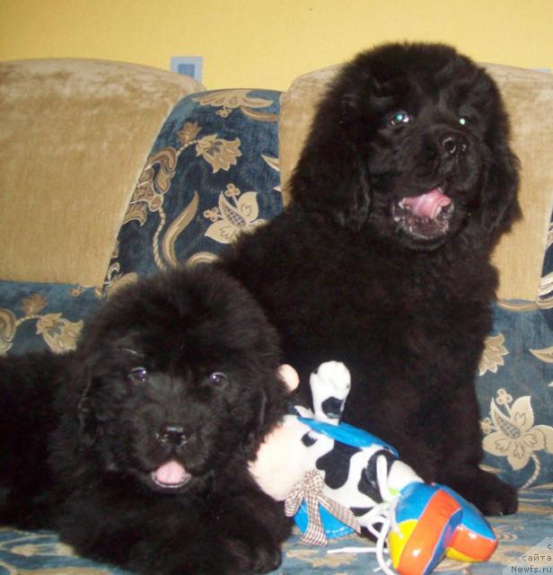 Фото: ньюфаундленд Ochen' Vajnaya Persona (Очень Важная Персона), ньюфаундленд Serdechnyiy Drug (Сердечный Друг)