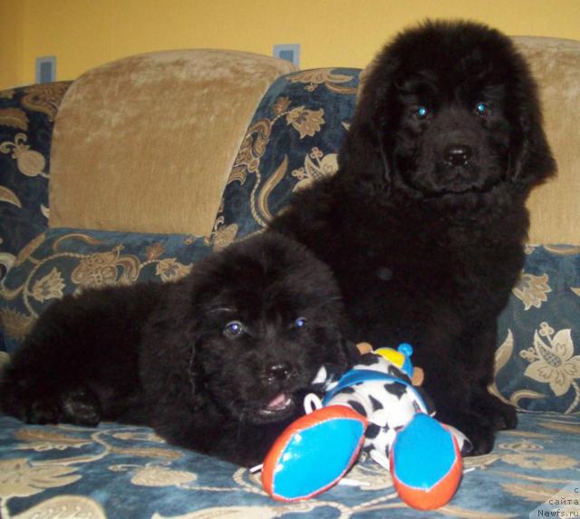 Фото: ньюфаундленд Ochen' Vajnaya Persona (Очень Важная Персона), ньюфаундленд Serdechnyiy Drug (Сердечный Друг)