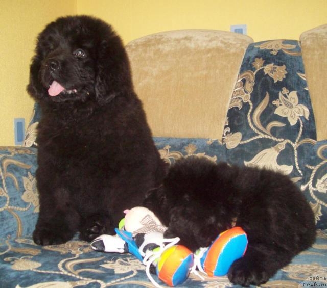 Фото: ньюфаундленд Ochen' Vajnaya Persona (Очень Важная Персона), ньюфаундленд Serdechnyiy Drug (Сердечный Друг)