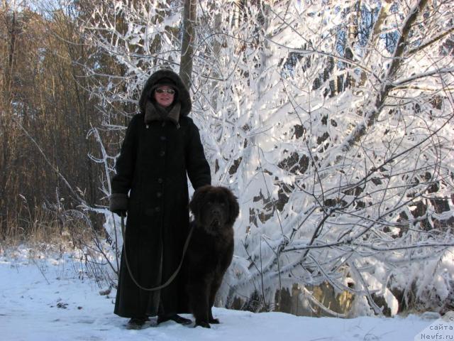 Фото: ньюфаундленд Aristokrat ot Rafayellyi (Аристократ от Рафаэллы)