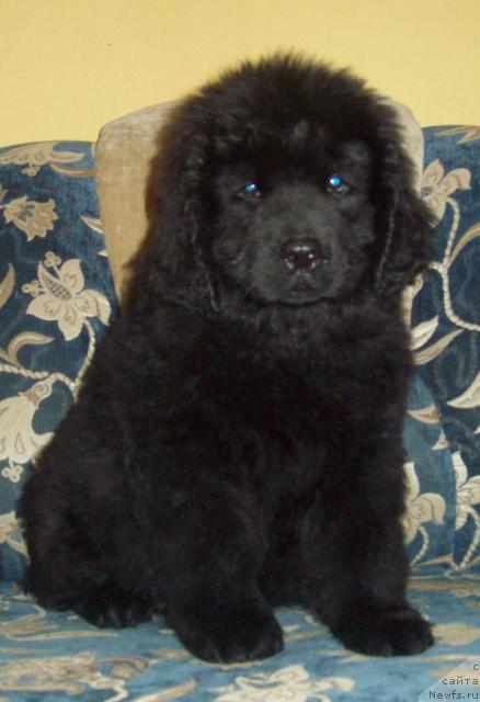 Фото: ньюфаундленд Osenniy Poceluy (Осенний Поцелуй)