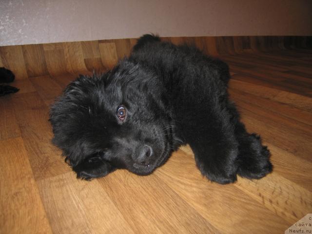 Фото: ньюфаундленд Vindzorskaya Prokaznica Lava (Виндзорская Проказница Лава)