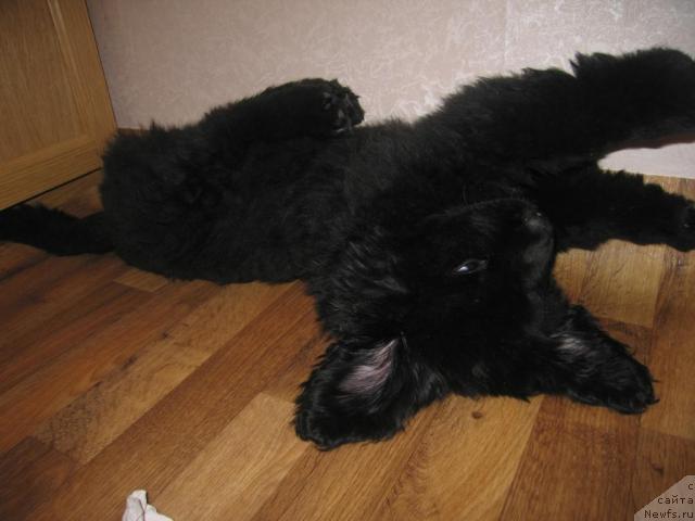 Фото: ньюфаундленд Vindzorskaya Prokaznica Lava (Виндзорская Проказница Лава)