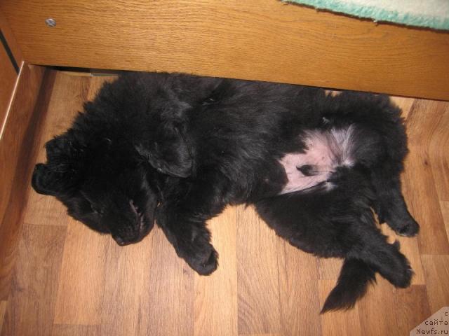 Фото: ньюфаундленд Vindzorskaya Prokaznica Lava (Виндзорская Проказница Лава)