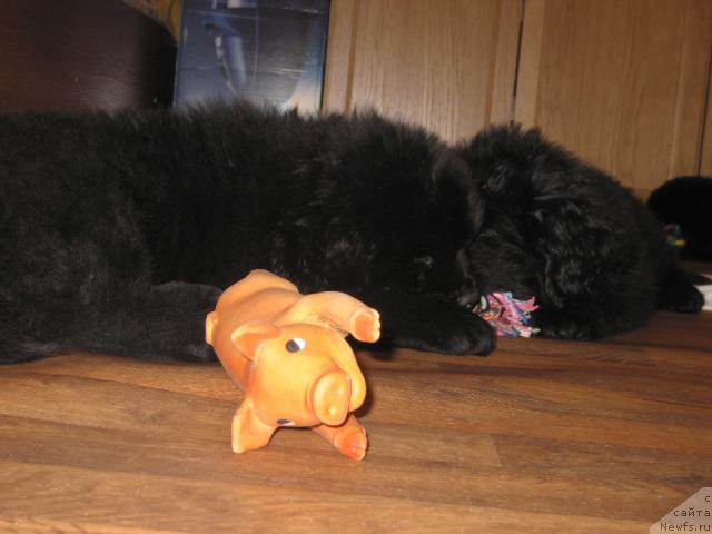 Фото: ньюфаундленд Vindzorskaya Prokaznica Lava (Виндзорская Проказница Лава)