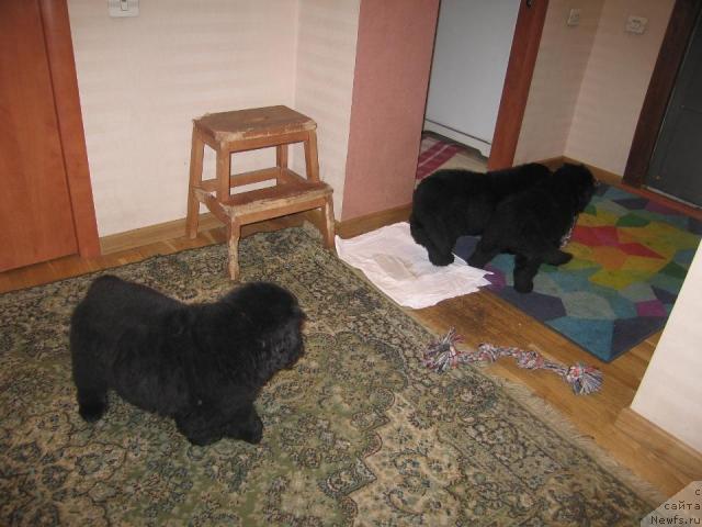 Фото: ньюфаундленд Vindzorskaya Prokaznica Lava (Виндзорская Проказница Лава)