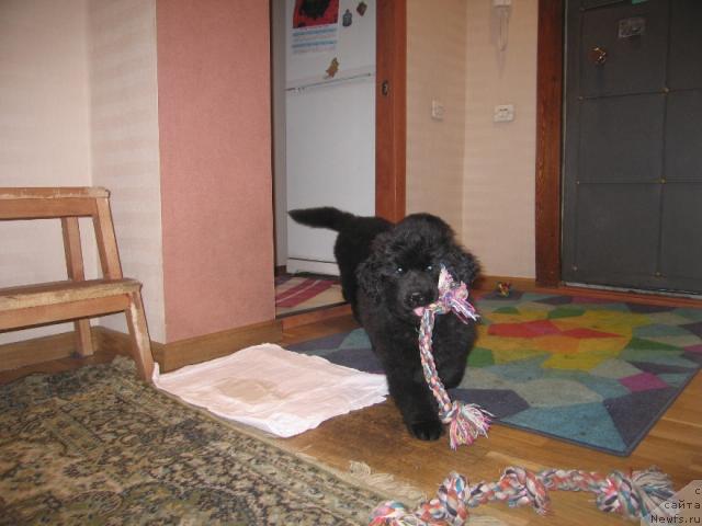 Фото: ньюфаундленд Vindzorskaya Prokaznica Lava (Виндзорская Проказница Лава)