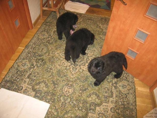 Фото: ньюфаундленд Vindzorskaya Prokaznica Lava (Виндзорская Проказница Лава)