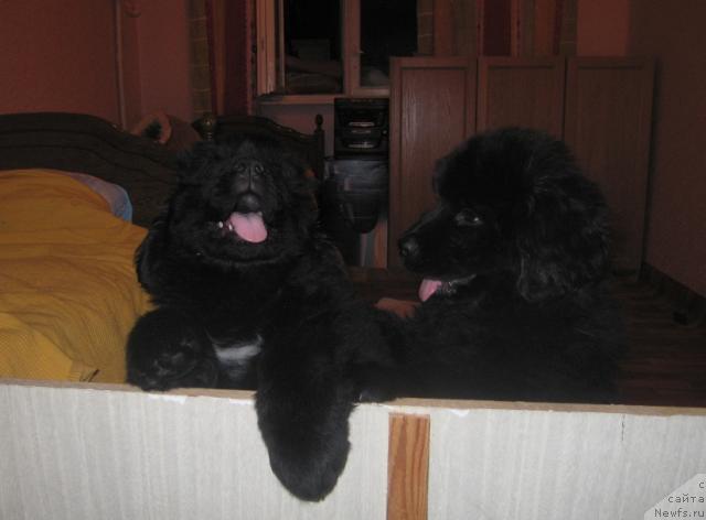 Фото: ньюфаундленд Vindzorskaya Prokaznica Lava (Виндзорская Проказница Лава)