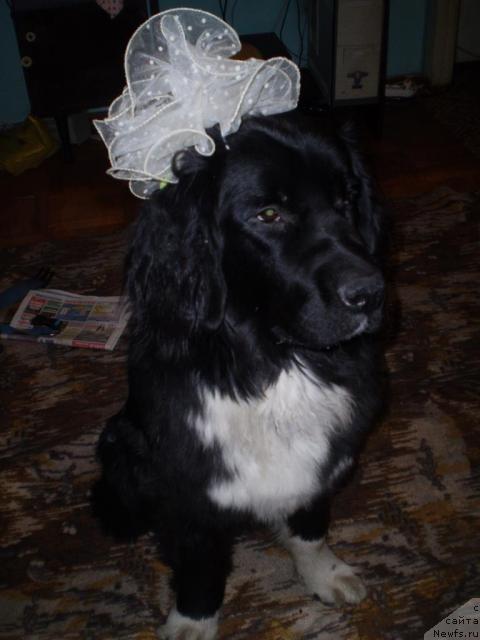 Фото: ньюфаундленд Ovaciya Bravo Bis (Овация Браво Бис)