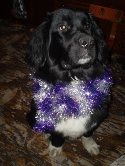 Фото: ньюфаундленд Ovaciya Bravo Bis (Овация Браво Бис)