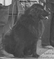 Фото: ньюфаундленд Normas Hortensia