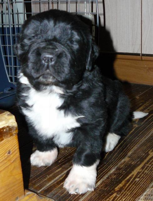 Фото: ньюфаундленд Pchyolkin Dom Grand Gerkules (Пчёлкин Дом Гранд Геркулес)