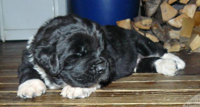 Фото: ньюфаундленд Pchyolkin Dom Grand Gerkules (Пчёлкин Дом Гранд Геркулес)