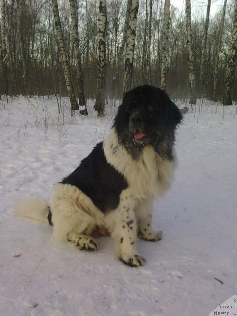 Фото: ньюфаундленд Pchyolkin Dom Burevestnik (Пчёлкин Дом Буревестник)