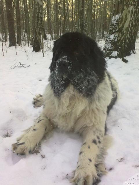 Фото: ньюфаундленд Pchyolkin Dom Burevestnik (Пчёлкин Дом Буревестник)