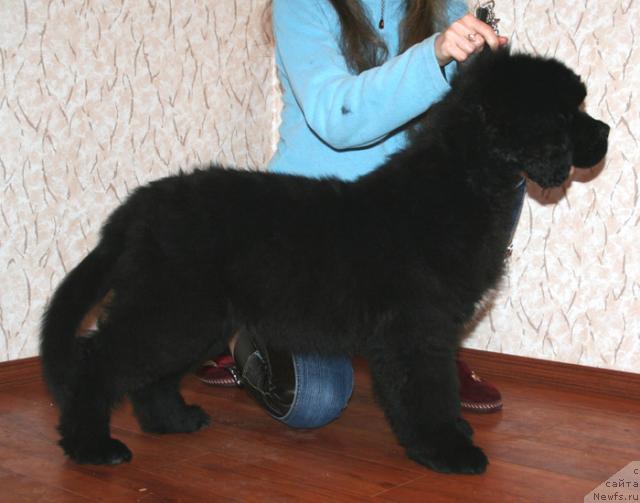 Фото: ньюфаундленд Beguschaya po volnam Russian Hit (Бегущая по волнам Руссиан Хит)