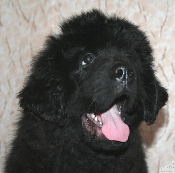 Фото: ньюфаундленд Beguschaya po volnam Russian Hit (Бегущая по волнам Руссиан Хит)