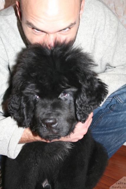 Фото: ньюфаундленд Beguschaya po volnam Russian Hit (Бегущая по волнам Руссиан Хит)