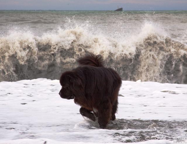 Фото: ньюфаундленд Potap Fidel' (Потап Фидель)