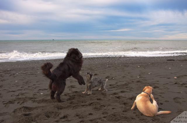 Фото: ньюфаундленд Potap Fidel' (Потап Фидель)