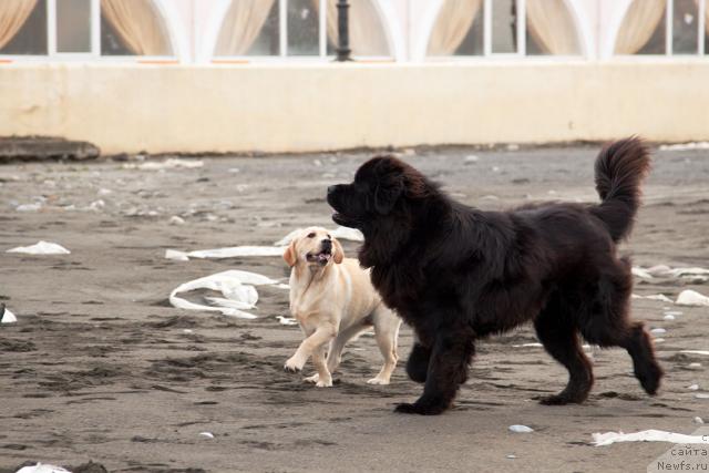 Фото: ньюфаундленд Potap Fidel' (Потап Фидель)