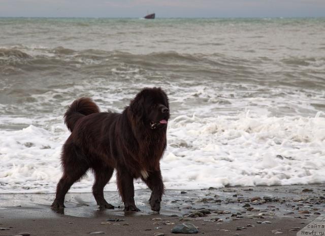 Фото: ньюфаундленд Potap Fidel' (Потап Фидель)