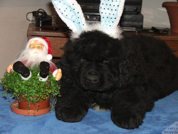 Фото: ньюфаундленд Plushevaya Panda Svetskaja Lviza (Плюшевая Панда Светская Львица)