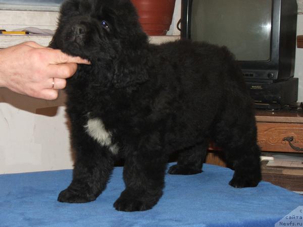 Фото: ньюфаундленд Plushevaya Panda Svetskaja Lviza (Плюшевая Панда Светская Львица)