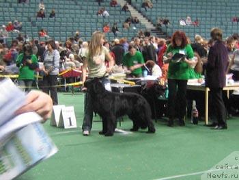 Фото: ньюфаундленд Plushevaya Panda Vikar (Плюшевая Панда Викар)