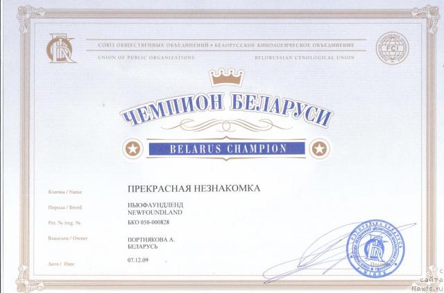 Фото: ньюфаундленд Prekrasnaya Neznakomka (Прекрасная Незнакомка)