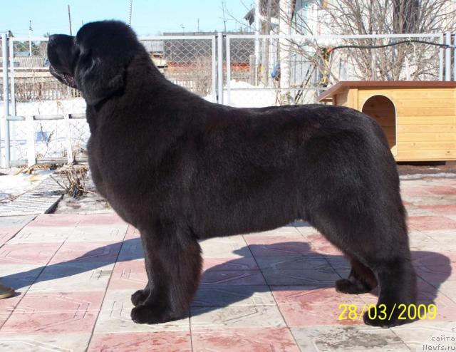 Фото: ньюфаундленд Aquatoriya Kelvin Zvezdnaya Koroleva (Акватория Келвин Звездная Королева)