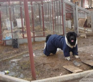 Фото: ньюфаундленд Plushevaya Panda Diland (Плюшевая Панда Диланд)