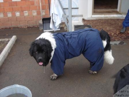 Фото: ньюфаундленд Plushevaya Panda Diland (Плюшевая Панда Диланд)