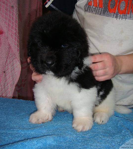 Фото: ньюфаундленд Super Premium Emu Net Ravnyih (Супер Премиум Ему Нет Равных)