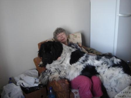 Фото: ньюфаундленд Plushevaya Panda Diland (Плюшевая Панда Диланд)