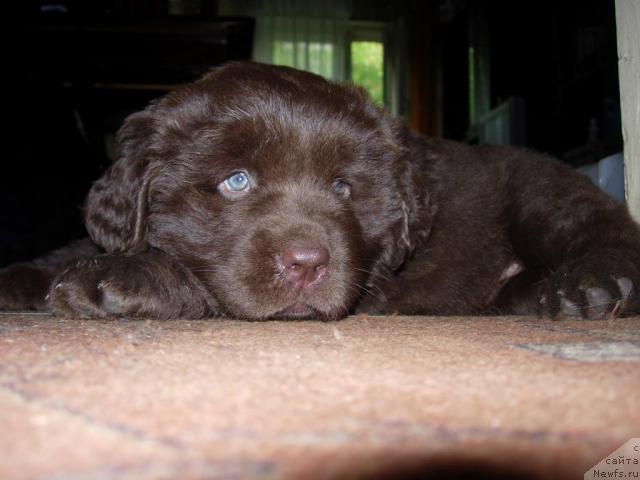 Фото: ньюфаундленд Zvezdnaya Toskana Lesnaya Raskrasavica (Звездная Тоскана Лесная Раскрасавица)