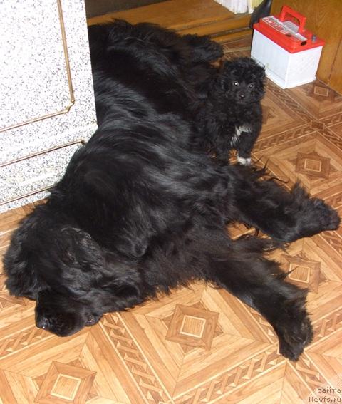 Фото: ньюфаундленд Akin Soul Sofiya (Акин Соул София)