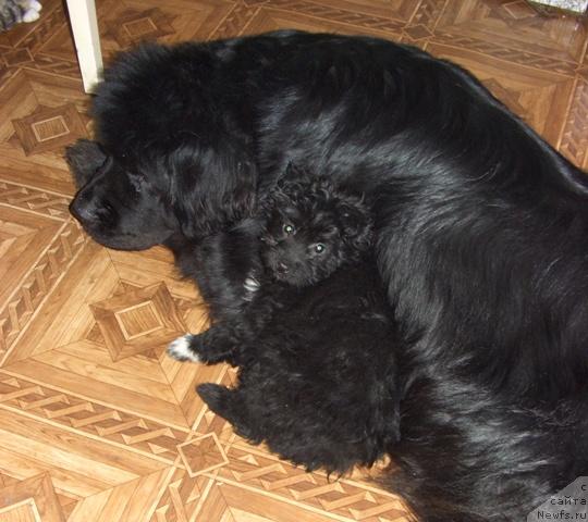 Фото: ньюфаундленд Akin Soul Sofiya (Акин Соул София)