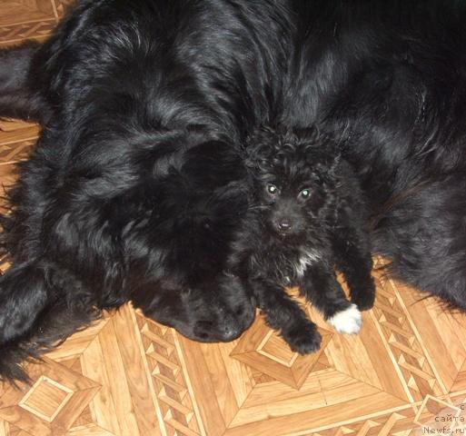 Фото: ньюфаундленд Akin Soul Sofiya (Акин Соул София)